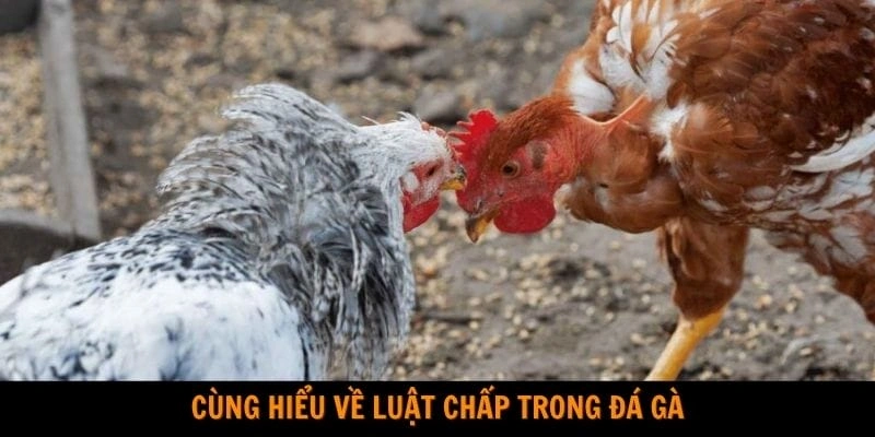 Luật chấp trong đá gà Cách đọc kèo dựa trên luật chấp trong đá gà
