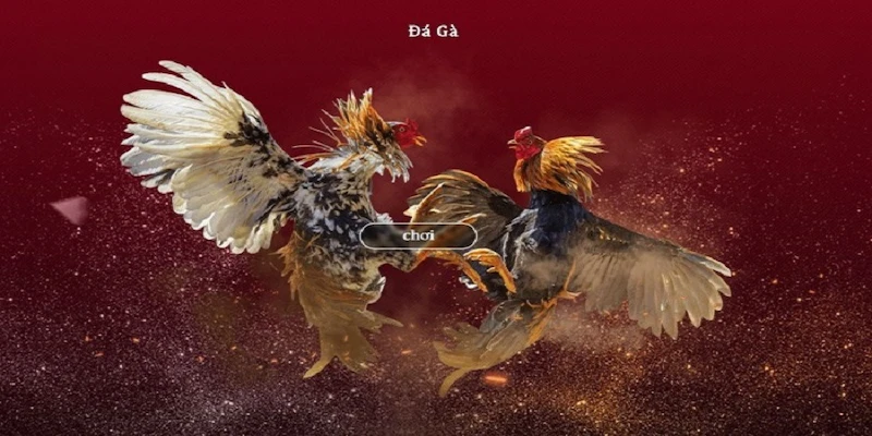 Cách chơi đá gà trực tiếp trên mạng