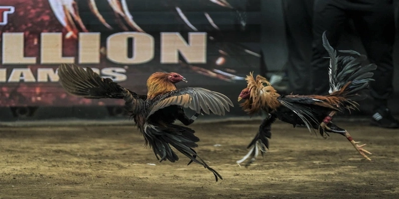 Luật cơ bản trong đá gà trực tuyến